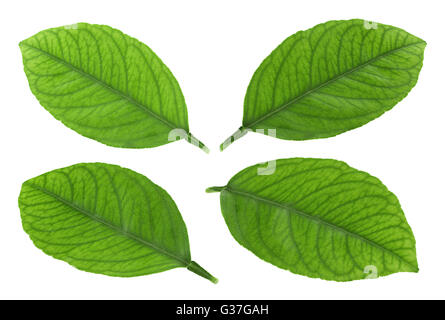 Collecte des feuilles de fruits mandarine isolated on white Banque D'Images