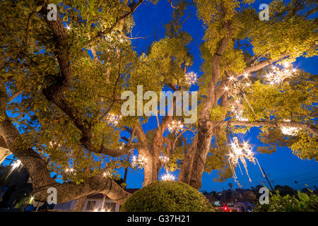 Déc 19, Los Angeles : le fameux arbre lustre le Déc 19, 2014 À Silver Lake, Los Angeles Banque D'Images