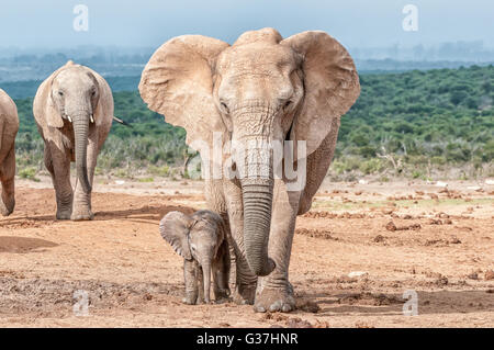 Un petit elephant calf, Loxodonta africana, marche à côté de sa mère Banque D'Images