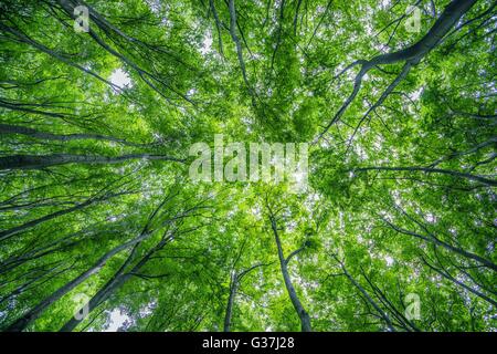 Forêt d'été Nature Photo Arrière-plan. La foresterie. Banque D'Images