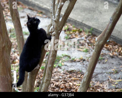 Une semi-feral cat escalade un arbre, dans la poursuite d'un oiseau. Banque D'Images