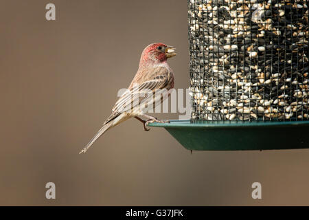 Roselin familier mâle perché sur les semences d'alimentation. Banque D'Images