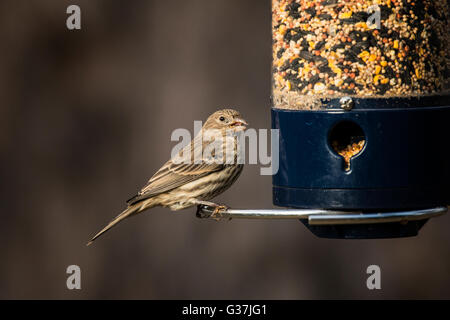 Roselins femelle graines perché sur le convoyeur. Banque D'Images