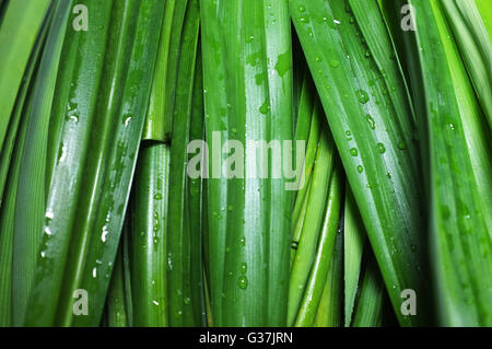 Les feuilles de pandan vert frais Banque D'Images