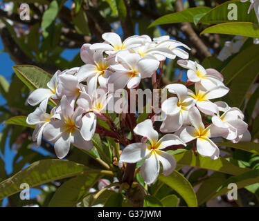 Fleurs blanches parfumées avec centre jaune d'espèces tropicales exotiques  frangipanni plumeria plumeria la floraison en été sont une merveilleuse  fleur Photo Stock - Alamy