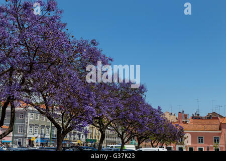 Jacarandas en fleurs avec fleurs violettes en ville eropean Banque D'Images