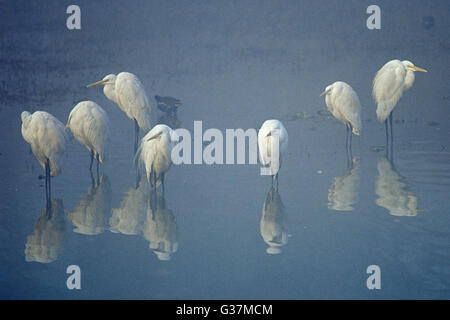 L'image a été tourné en Keoladev national park, Inde Banque D'Images