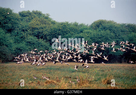 L'image d'Grayleg ( oies Anser anser ) vol a été tourné en Keoladev national park, Inde Banque D'Images