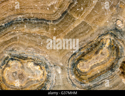 Plan macro sur une tranche de bois pétrifié ancienne Banque D'Images