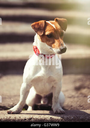 Le petit Jack Russell chiot assis seul sur l'escalier extérieur. Chien domestique petit mignon, bon ami pour une famille et enfants. Race canine ludique et convivial Banque D'Images