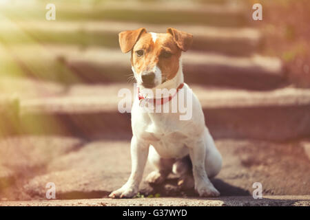 Lonely Jack Russell chiot assis seul sur l'escalier extérieur. Chien domestique petit mignon, bon ami pour une famille et enfants. Race canine ludique et convivial Banque D'Images