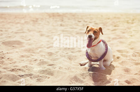 Le petit Jack Russell chiot jouer avec extracteur violet jouet sur la plage. Chien domestique petit mignon, bon ami pour une famille et enfants. Race canine ludique et convivial Banque D'Images