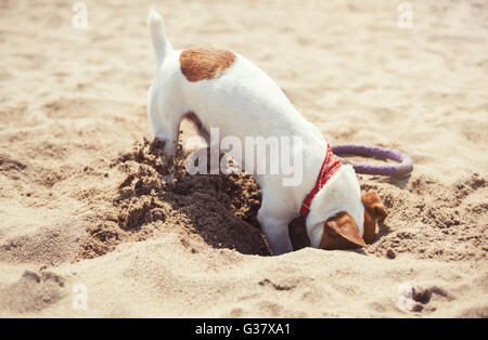 Le petit Jack Russell chiot jouant sur la plage de creuser le sable. Chien domestique petit mignon, bon ami pour une famille et enfants. Race canine ludique et convivial Banque D'Images