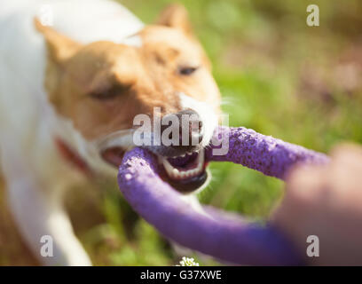 Le petit Jack Russell chiot jouer avec puller jouet dans Green Park. Chien domestique petit mignon, bon ami pour une famille et enfants. Ludique et conviviale race canine.Close up sur le nez Banque D'Images