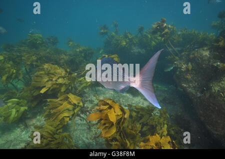 Big australasian snapper de derrière Banque D'Images