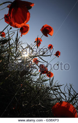 Coburg, Allemagne. 10 Juin, 2016. Météo Allemagne : coquelicots en fleurs sur un beau matin de juin à Coburg, la Bavière en tant que le soleil se lève dans le ciel. Credit : reallifephotos/Alamy Live News Banque D'Images