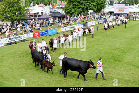 Ardingly, Sussex, UK. 10 juin 2016. Le défilé du bétail au sud de l'Angleterre montrent à l'Ardingly Showground à Sussex aujourd'hui . Le thème de cette année est 'année de brebis et des milliers de visiteurs sont attendus au cours des trois jours de crédit : Simon Dack/Alamy Live News Banque D'Images