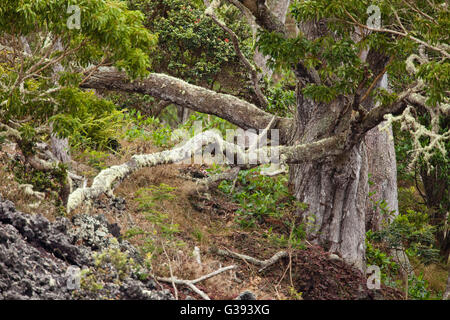 Arbre généalogique de koa, Conservation de la Nature, préserver, Honomalino Hema Kona, Kona, Hawaii Island du Sud Banque D'Images