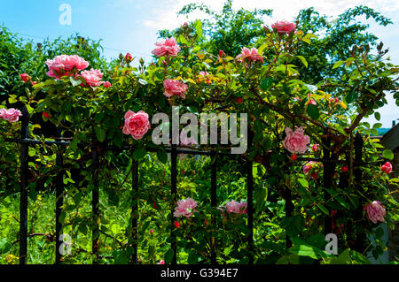 Roses et clôture en fer forgé Banque D'Images