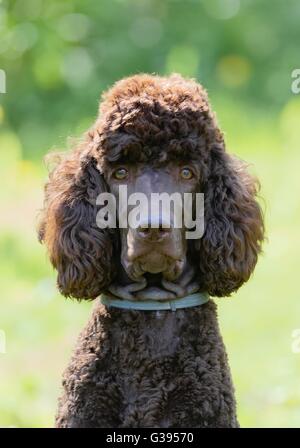 Portrait de caniche à l'été avec un fond vert. Caniche royal brun assis sur l'herbe avec smart regardez dans ses yeux.. Banque D'Images