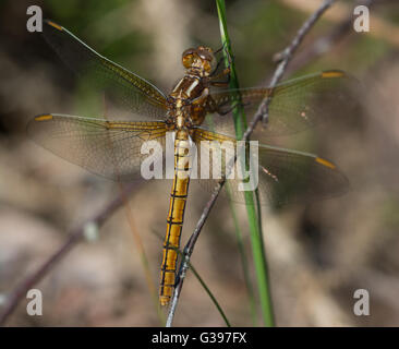 Skimmer carénées (libellule Orthetrum coerulescens) - femme - dans le Surrey, en Angleterre. Banque D'Images