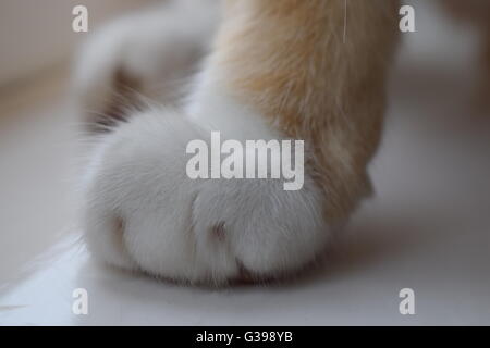 Close up sur blanc et le gingembre cat paw Banque D'Images