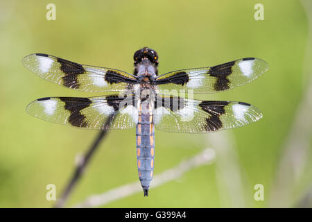 Huit-spotted Skimmer (Libellula forensic) mâle adulte de se percher. Banque D'Images