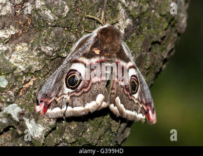 Grandes et petites femelle coloré papillon empereur (Saturnia pavonia) Banque D'Images