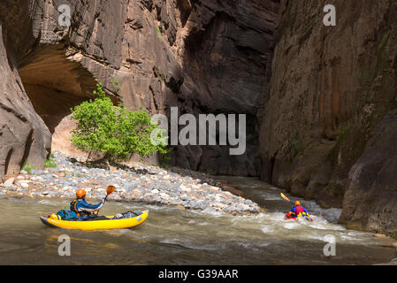 Zion Narrows pagayer dans Zion National Park, Utah. Banque D'Images