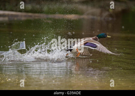 Canard colvert mâle en vol Banque D'Images