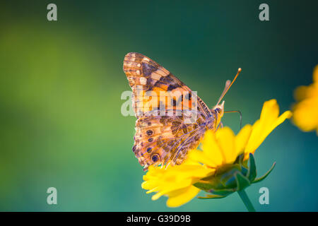Gros plan magnifique papillon sur fleur. Fond d'été concept. Banque D'Images