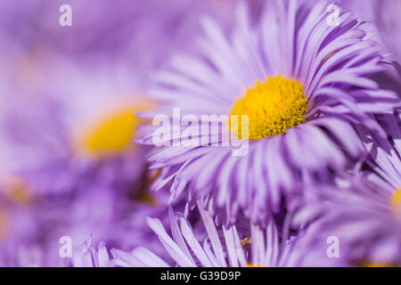 De belles fleurs de couleur pastel en style flou gros plan Banque D'Images