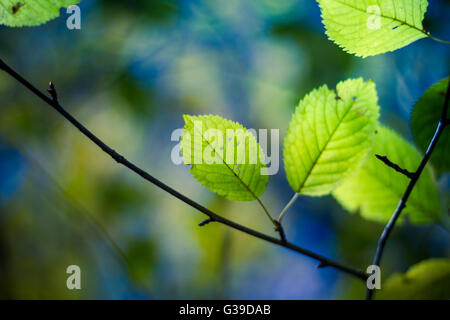 Belle texture de fond vert jaune des feuilles d'automne feuilles d'arrière-plan Banque D'Images
