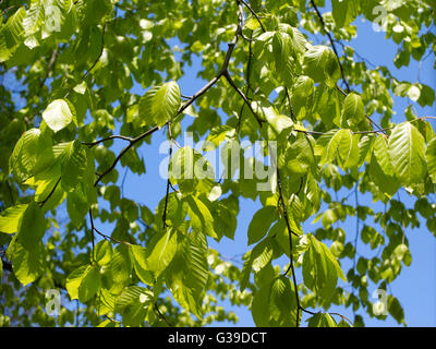 Feuilles vert frais contre le ciel bleu clair. Banque D'Images