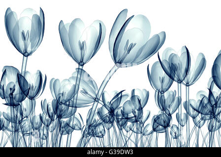 X-ray image d'une fleur isolée sur le crocus blanc, 3d illustration Banque D'Images