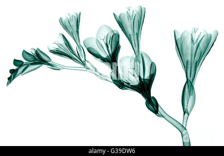 X-ray image d'un flower isolated on white, le Freesia 3d illustration Banque D'Images