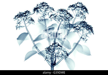 X-ray image d'un flower isolated on white, l'hortentia 3d illustration Banque D'Images