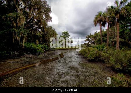 Un raz-de-Creek dans la forêt maritime sur Cumberland Island National Seashore en Géorgie. Banque D'Images