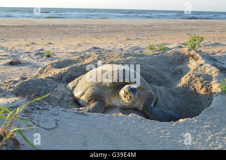 Une tortue de mer verte pond des œufs dans un nid sur la plage à Cape Hatteras National Seashore au lever du soleil sur Bodie Island, Nags Head, Caroline du Nord. Banque D'Images