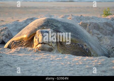 Une tortue de mer verte pond des œufs dans un nid sur la plage à Cape Hatteras National Seashore au lever du soleil sur Bodie Island, Nags Head, Caroline du Nord. Banque D'Images