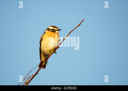 Whinchat isolé sur ciel bleu Banque D'Images