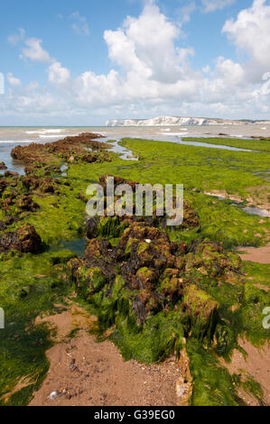 La forêt fossilisée au Brook Bay sur la côte sud de l'île de Wight est d'environ 125 millions d'années. Banque D'Images