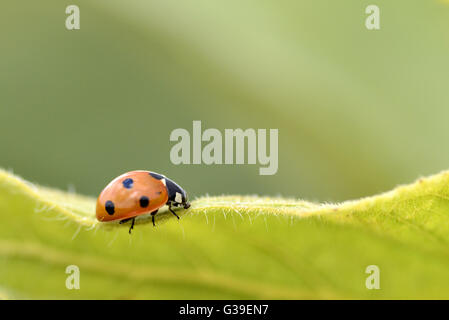 Macro de sept places coccinelle (Coccinella septempunctata) sur leaf vu de profil Banque D'Images