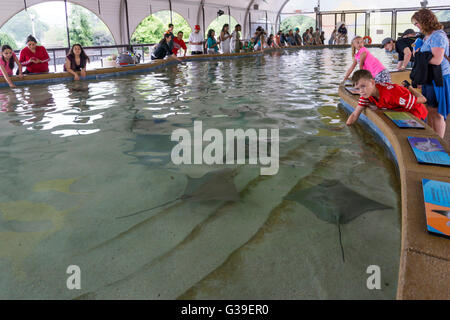 Stingray Touch expérience à l'Aquarium de Shedd, Chicago Banque D'Images