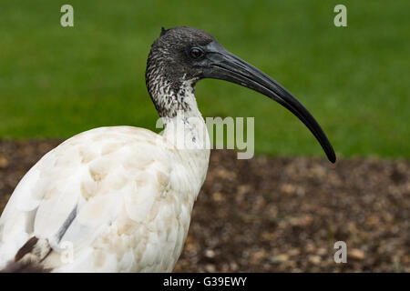 Un Ibis sacré (Threskiornis aethiopicus) dans un parc de Sydney Australie Banque D'Images