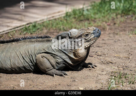 Iguane rhinocéros (Cyclura cornuta) dans le Bioparc Fuengirola Banque D'Images