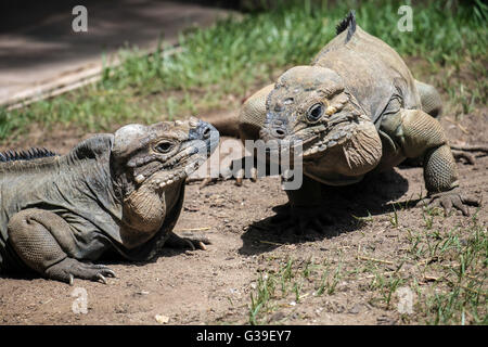 Iguane rhinocéros (Cyclura cornuta) dans le Bioparc Fuengirola Banque D'Images