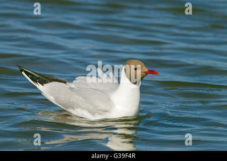 Des profils Mouette rieuse Larus ridibundus portrait en plumage d'été Banque D'Images