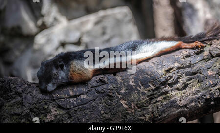 Le Prevost (Callosciurus prevostii écureuil) reposant sur un arbre au Bioparc Fuengirola Banque D'Images