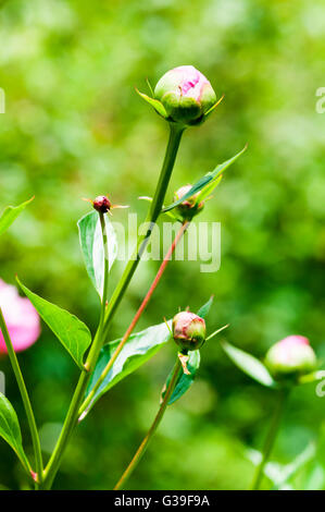 Paeonia lactiflora 'Bowl of Beauty' en bouton. Banque D'Images